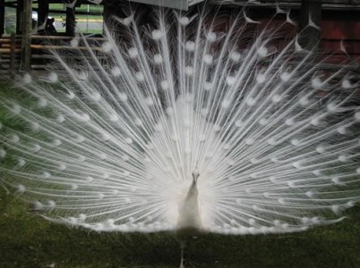fractal-white-peacock.jpg