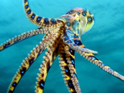 Blue-Ringed-Octopus-Saspotato-Flickr.jpg