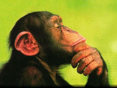 majmuni duke menduar.jpg