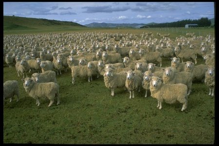 sheep[1].jpg