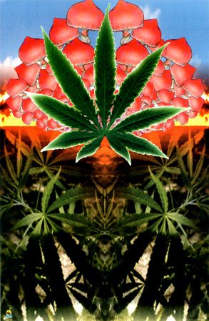 1107~Cannabis-Mushroom-Oasis-Posters.jpg