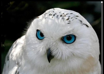 snowy-owl.jpg snowy-owl.jpg