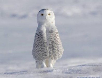 barn_owl.jpg