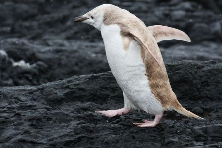all-white-penguin-spotted_46843_600x450.jpg