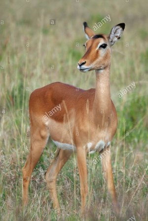 female-impala-antelope-AN8BMX.jpg