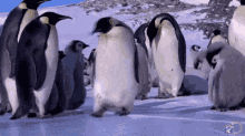 penguin-falling.gif