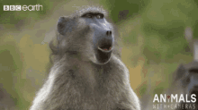 bbc-earth-monkey.gif