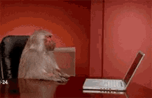 baboon-laptop.gif
