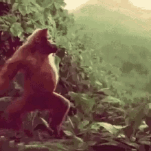 monkey-dancing-monkey.gif