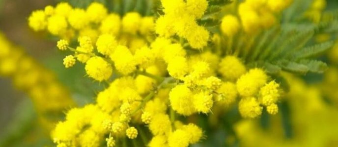 mimosa-765x383-1-905x395.jpg mimosa-765x383-1-905x395.jpg