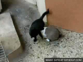 anything.gif