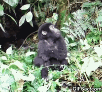 NiftyFemaleHumpbackwhale-small.gif