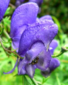 a_edukimi_kuzhina_aconitum_napellus_flower_helmues.jpg