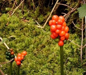 kategoria_edukimi_kuzhina_arum-maculatum_helmues.jpg