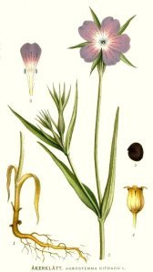 egoria_edukimi_kuzhina_agrostemma-githago_helmuese.jpg