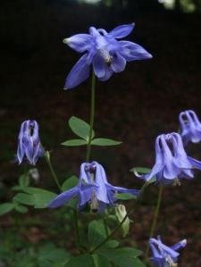 dukimi_kuzhina_bimet-helmuese_aquilegia-vulgaris_2.jpg
