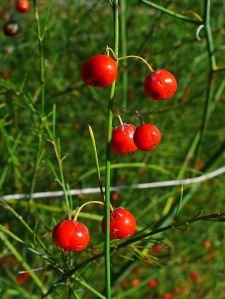 ukimi_kuzhina_bimet-helmuese_asparagus_officinalis.jpg
