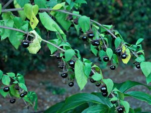 edukimi_kuzhina_bimet-helmuese_atropa-belladonna_2.jpg