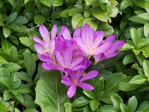 kimi_kuzhina_bimet-helmuese_colchicum_autumnale_02.jpg