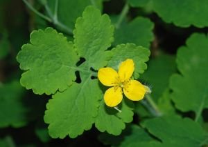 a_edukimi_kuzhina_bimet-helmuese_chelidonium_majus.jpg