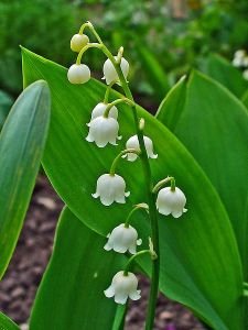 edukimi_kuzhina_bimet-helmuese_convallaria-majalis.jpg