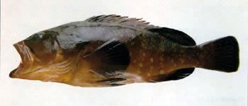 pesce12.jpg
