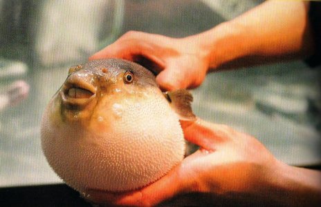 Pestele-Fugu.jpg Pestele-Fugu.jpg