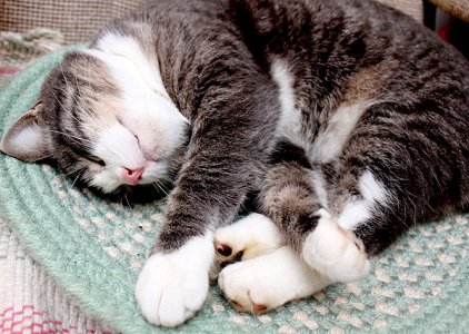 cat-sleep-curled.jpg