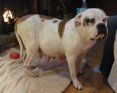american-bulldog-big-girl-pregnant.jpg