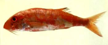pesce41.jpg