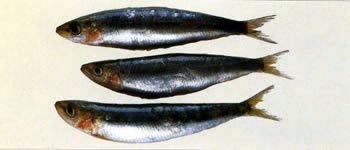 pesce31.jpg