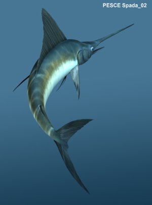 021_pesce_spada.jpg