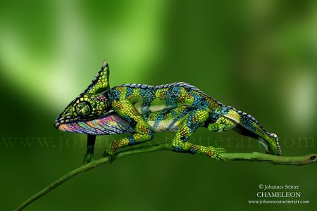 chameleon-web.jpg