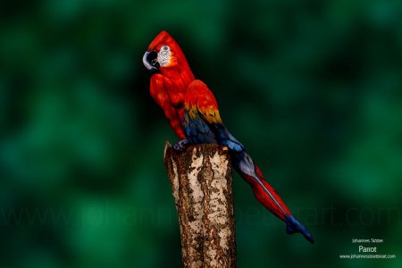 Parrot-web.jpg