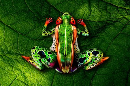 frog-johannes-stoetter_2-1024x682.jpg