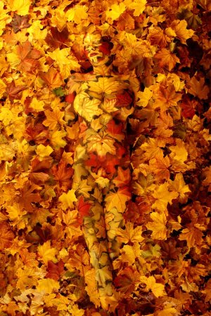 herbst_l_fs.jpg