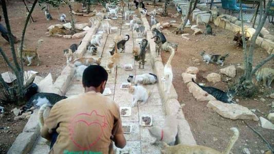 cat-man-aleppo-syria-3_1489857589-9896676.jpg