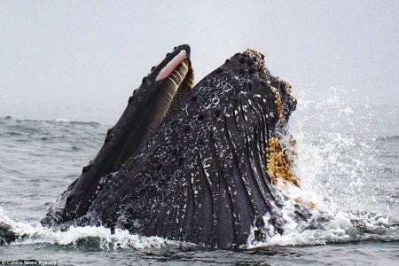 balena-4.jpg