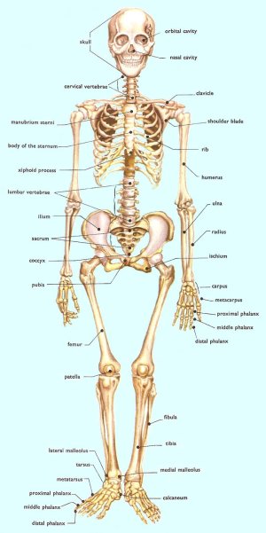human_skeleton.jpg