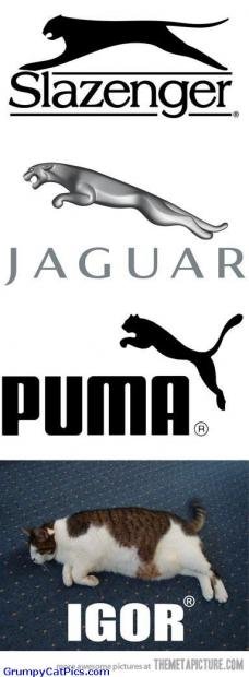 The-New-Brand-In-Russia-Funny-Fat-Cat-Picture-Puma-Jaguar.jpg