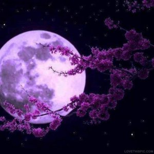 19890-Purple-Moon.jpg