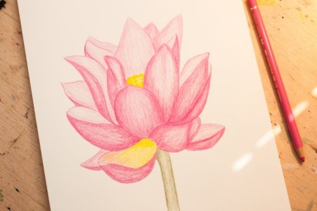 blumen-zeichnen-lotusblume-tonwerte-polychromos.jpg