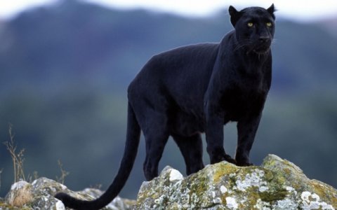 Animals_Beasts_Black_Panther_016446_-1024x640.jpg