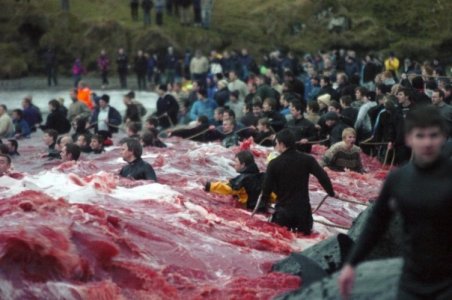 195159-whale-slaughter-in-faroe-islands.jpg