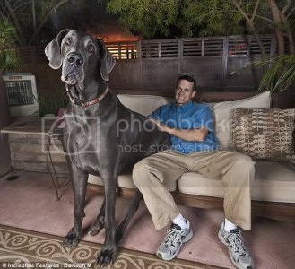 article-0-07ADFE3B000005DC-984_634x.jpg