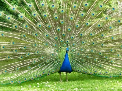 peacock.jpg