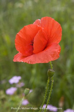 RedCornPoppy.jpg RedCornPoppy.jpg