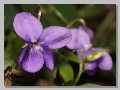 U206-C07-F.jpg_2006228192116_Viola_sp_CFU206-C07-F.jpg U206-C07-F.jpg_2006228192116_Viola_sp_CFU206-C07-F.jpg
