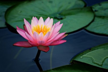 lily_pad_lotus_flower.jpg lily_pad_lotus_flower.jpg