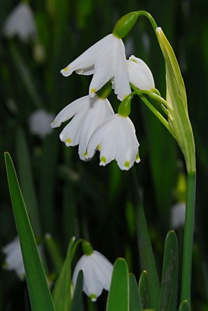 snowdrop2.jpg